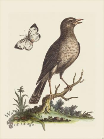 Edwards 184 Indian Thrush 